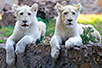 Бели лавови у Београду (Фо¬то: Архива Београдског зоо-врта)